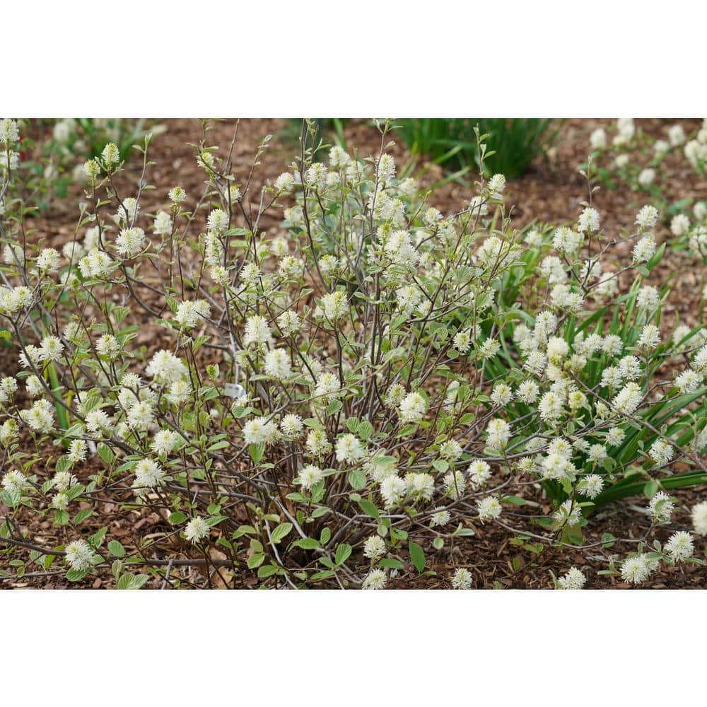 4.5 in. Qt. Legend Of The Small Bottlebrush (Fothergilla) Live Shrub, White Flowers - Hercitys