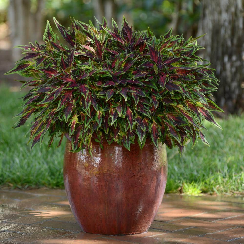 2.5 in. Coleus Flame Thrower Chili Pepper Annual Plant (3-Pack) - Hercitys