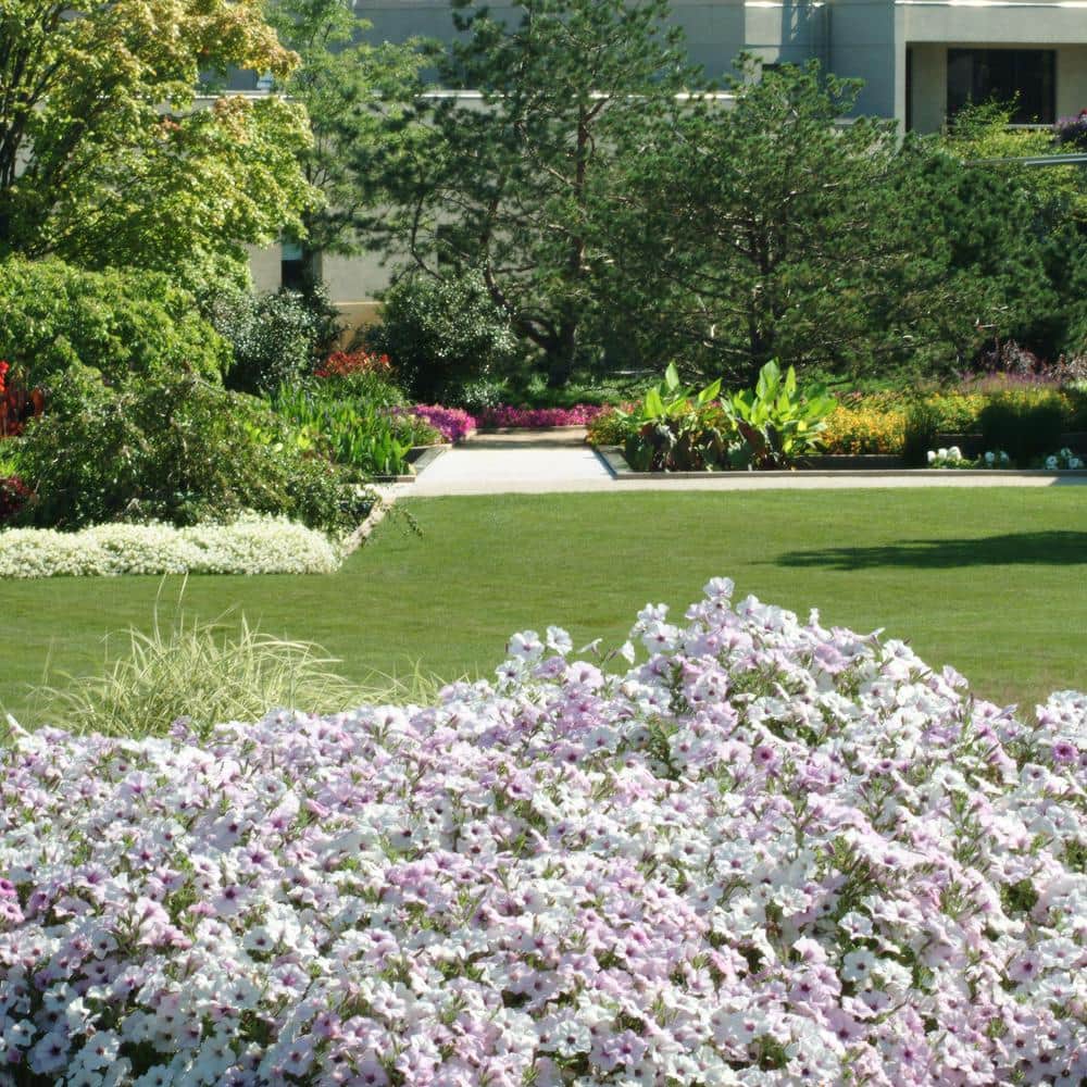 4 in. Silver Tidal Wave Petunia Annual Plant with Silver-White Flowers (3-Pack) - Hercitys