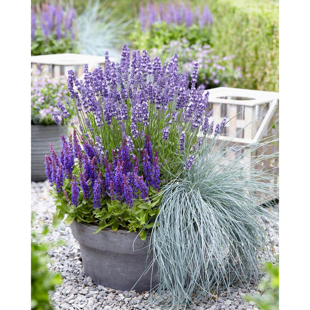 2.5 qt. Blue Grass Festuca Boulder Perennial (4-Pack) - Hercitys