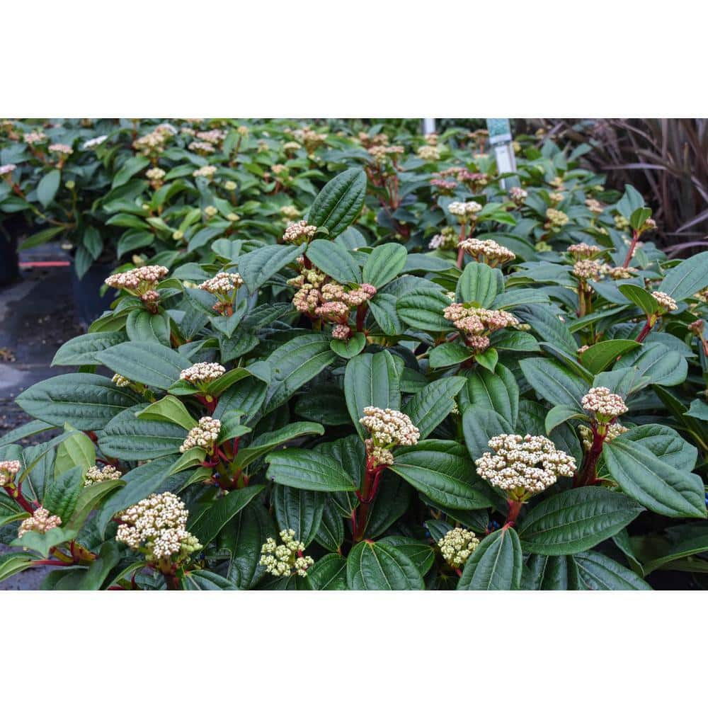 1 Gal. David Viburnum Evergreen Shrub - Hercitys