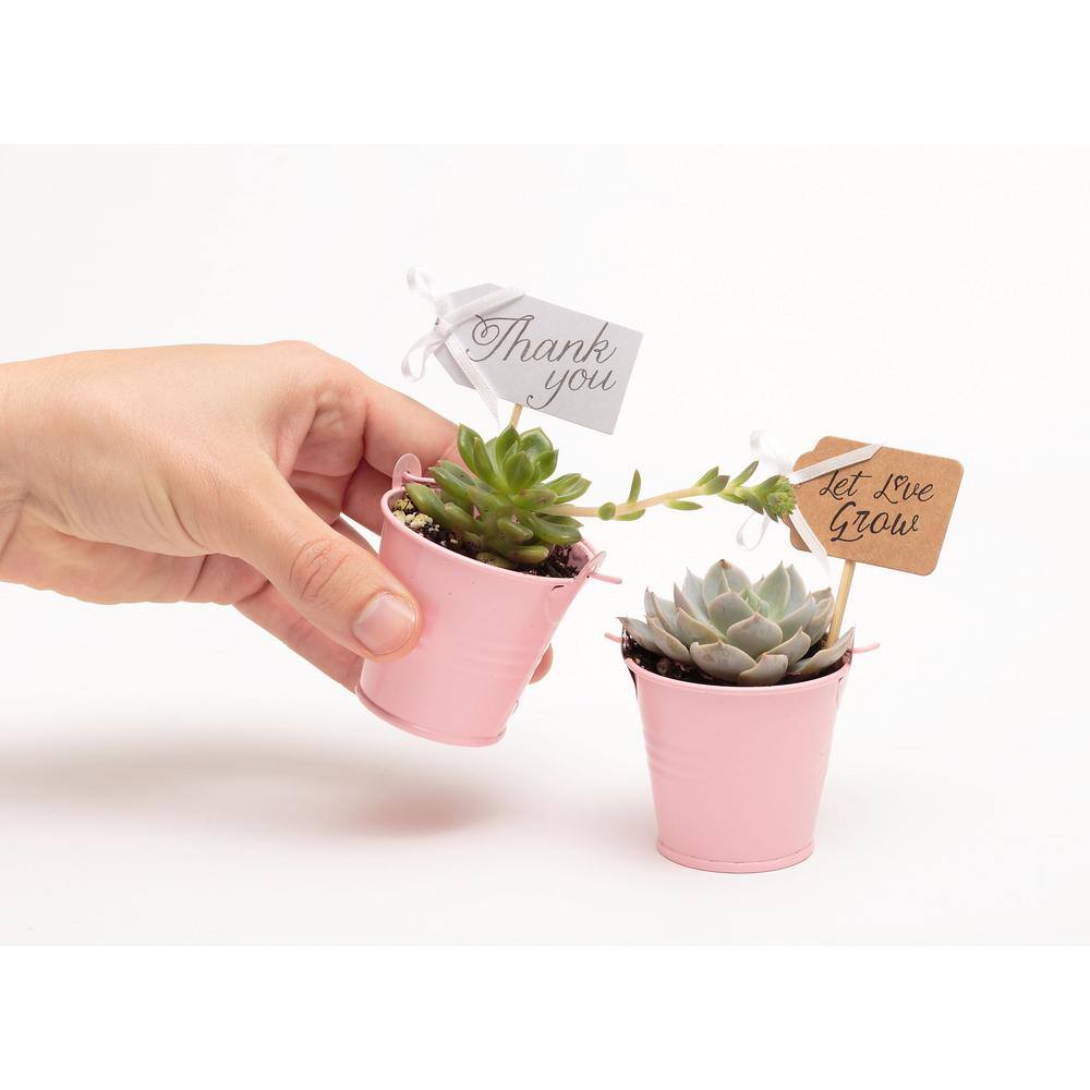 2 in. Wedding Event Rosette Succulents Plant with Pink Metal Pails and Let Love Grow Tags (30-Pack) - Hercitys