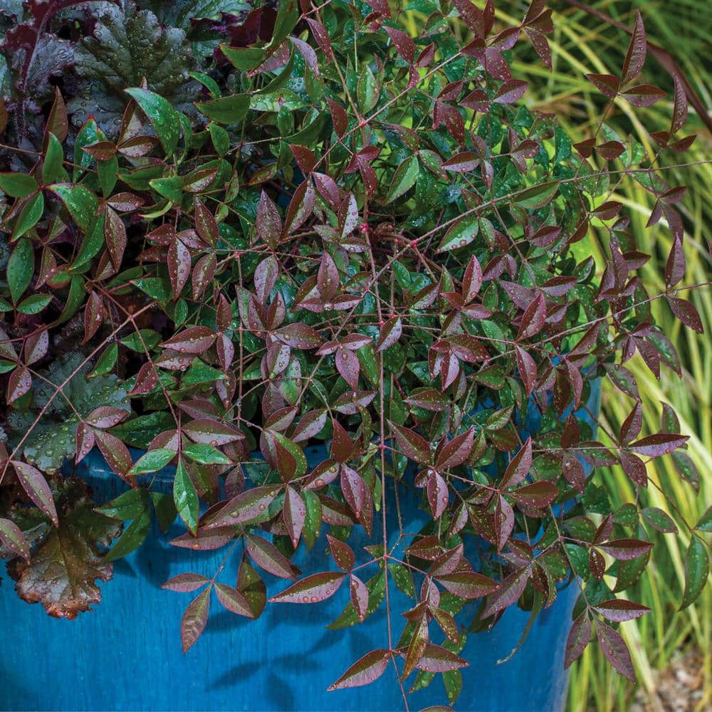 2.5 Qt. Flirt Nandina, Live Evergreen Groundcover Shrub, Deep Red New Foliage - Hercitys