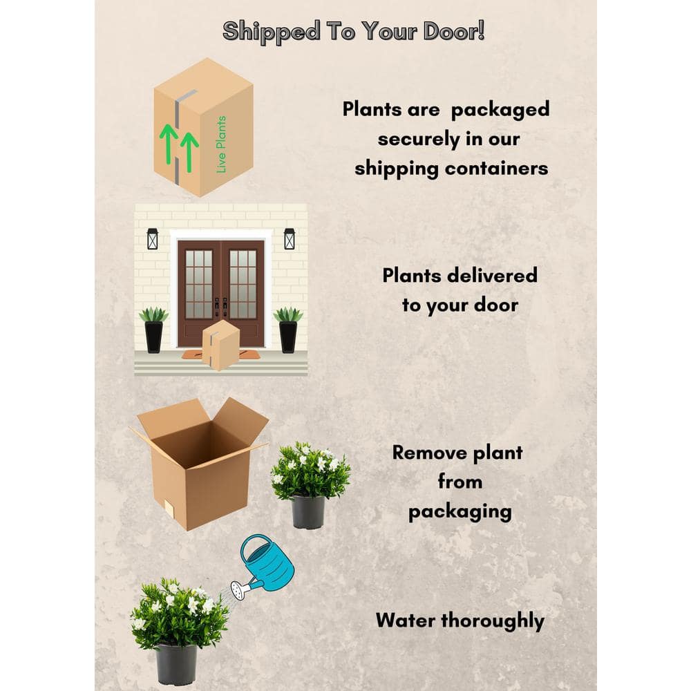 2.25 Gal. Gardenia Frostproof Shrub with White Flowers - Hercitys