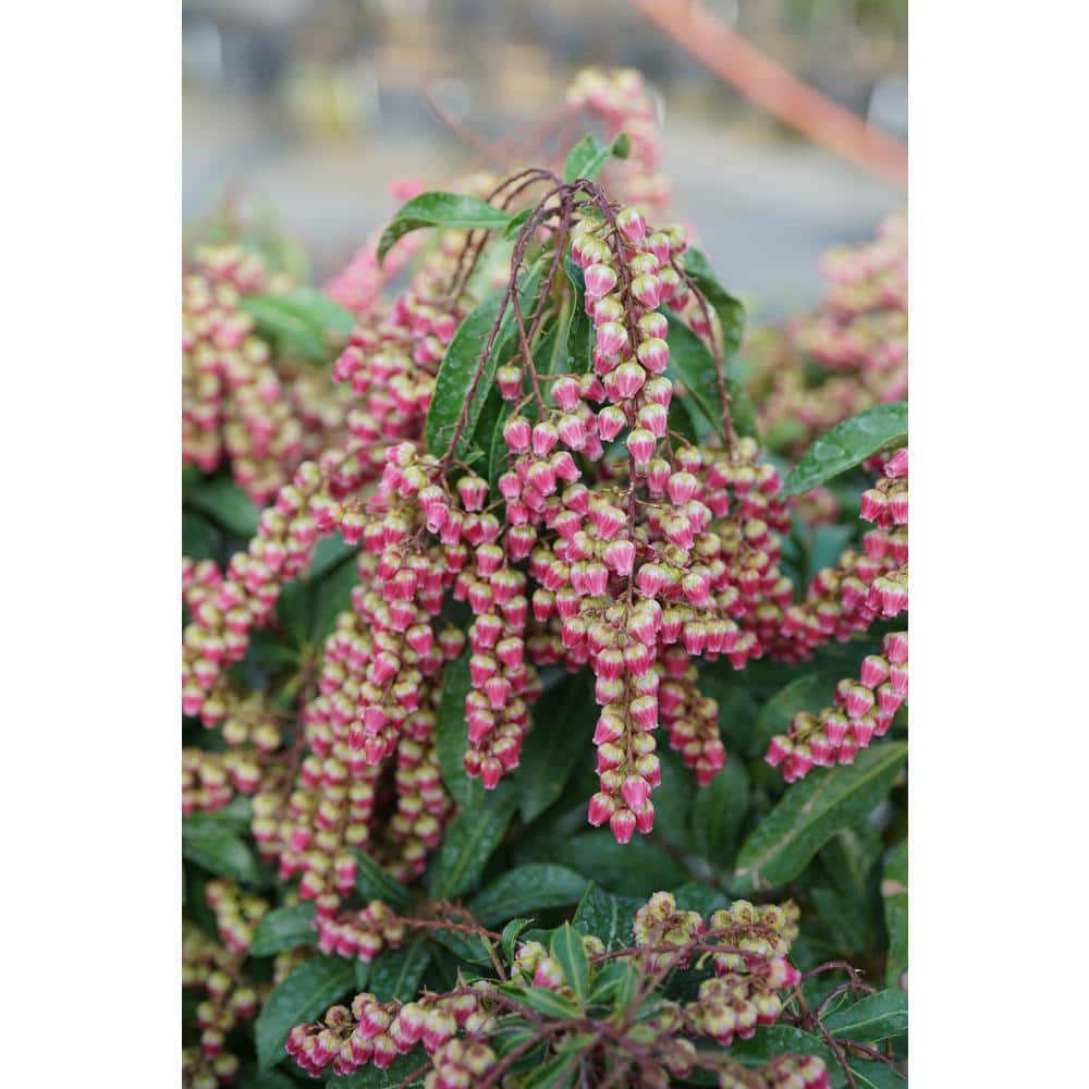 4.5 in. Quart Interstella Lily of the Valley Shrub (Pieris) Live Plant, Ruby Red Flowers - Hercitys
