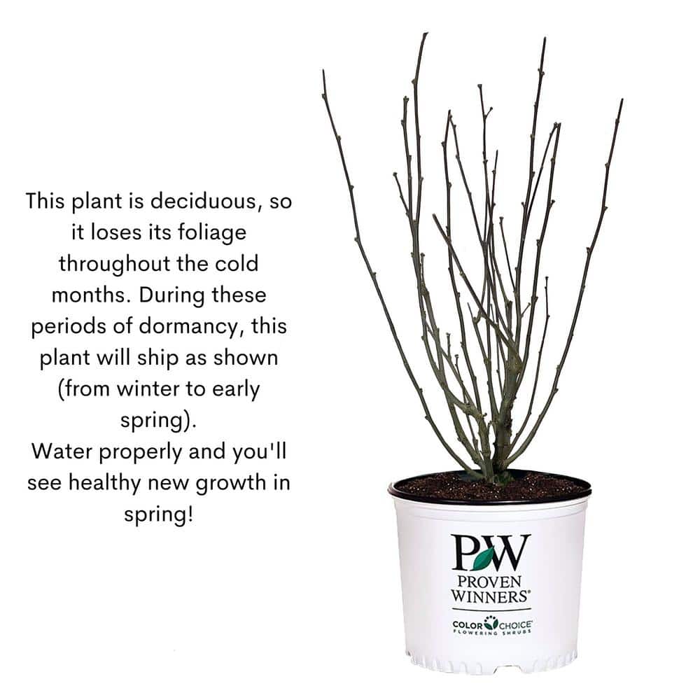 2 Gal. Purple Pillar Rose of Sharon (Hibiscus) Plant with Purple Flowers - Hercitys