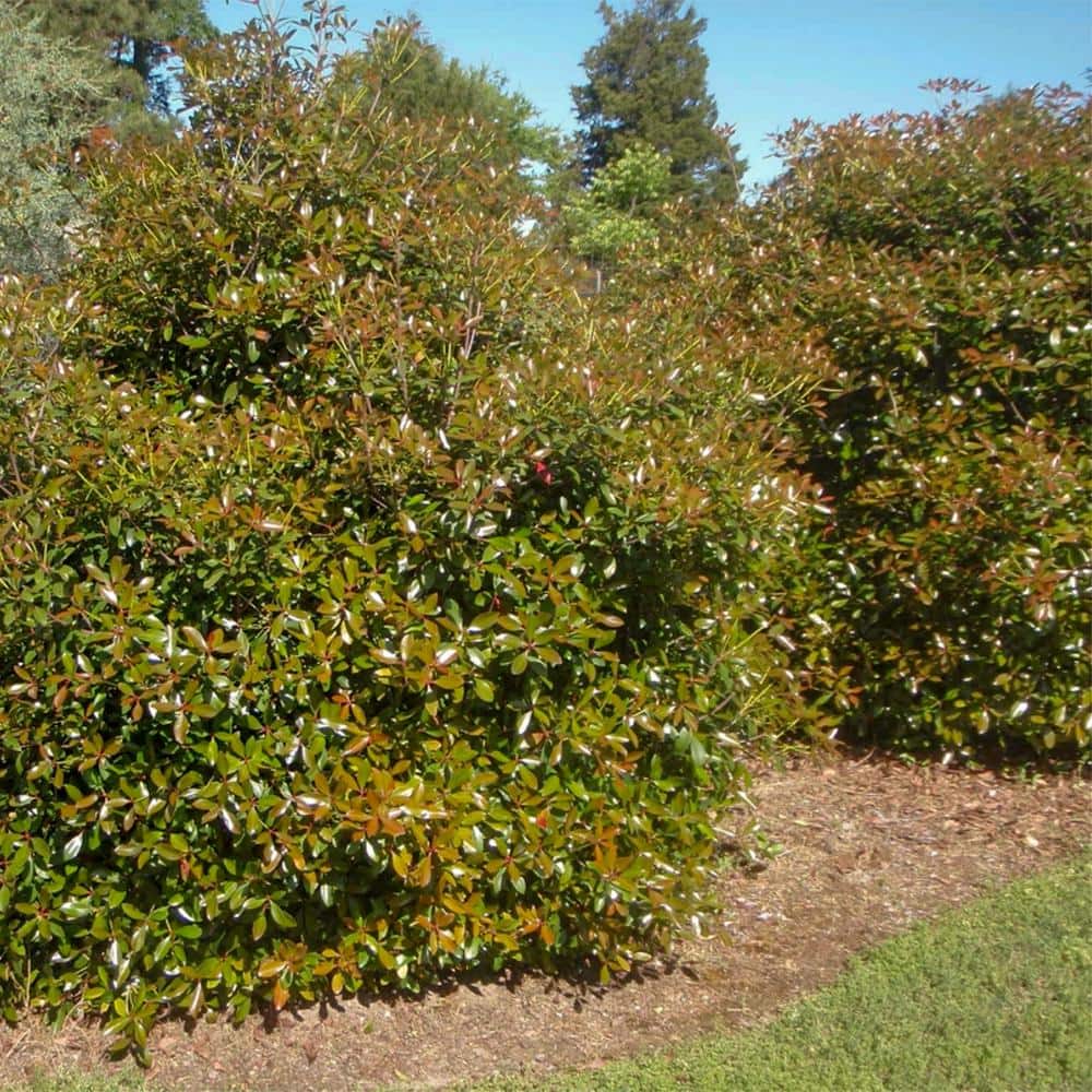3 Gal. Bronze Beauty Cleyera – Live Compact Evergreen Shrub, Glossy Foliage - Hercitys