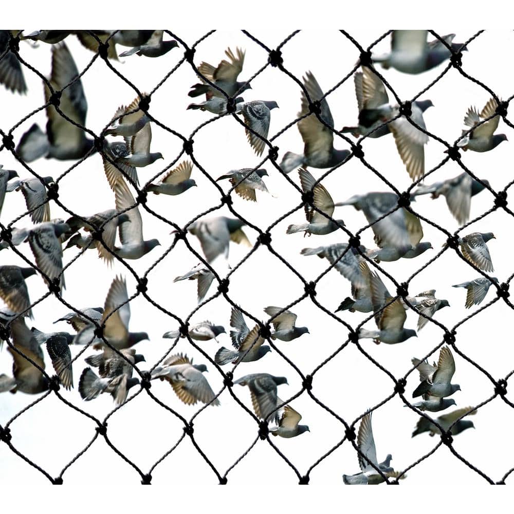 25 ft. x 25 ft. Heavy-Duty Bird Netting - Hercitys