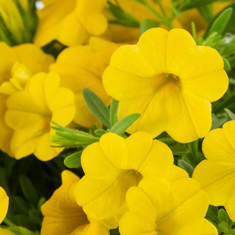 2.5 Qt. Proven Winners Calibrachoa Superbells Yellow Annual Plant (3-Pack) - Hercitys