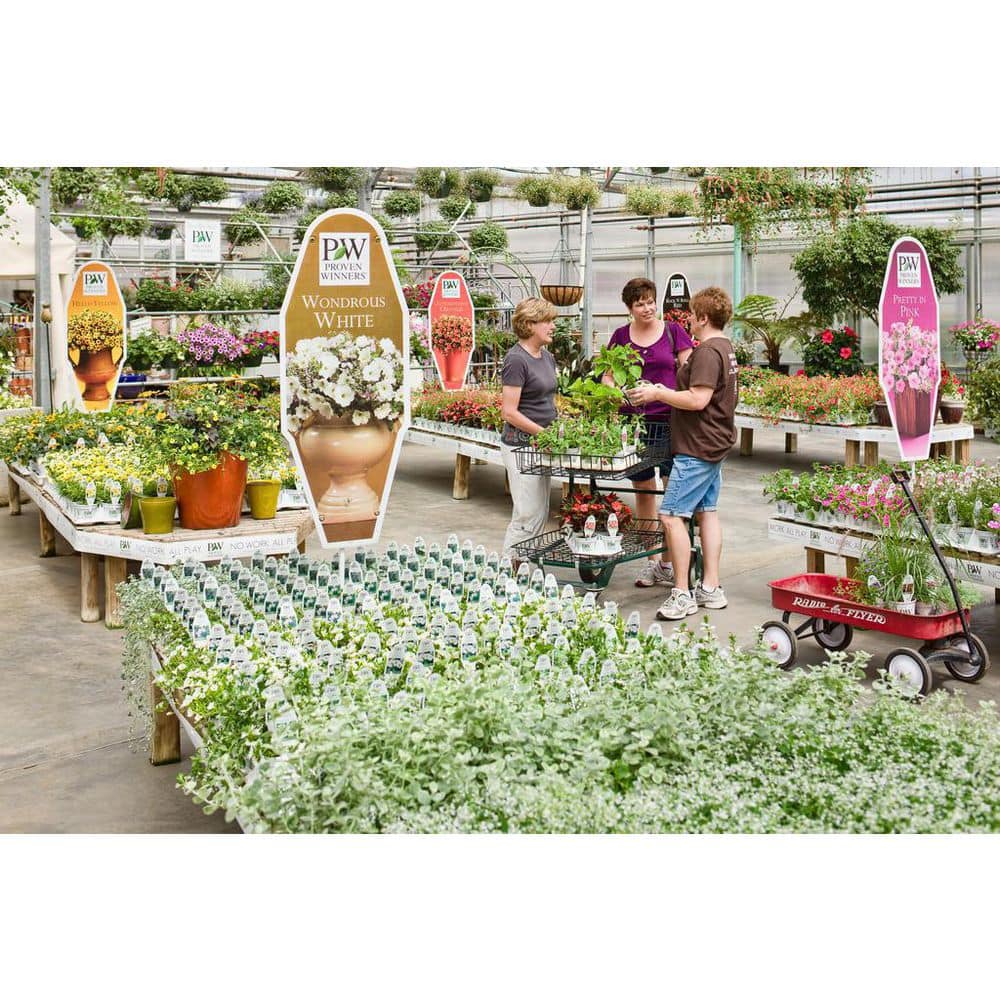 4.25 in. Eco+Grande Whirlwind White Fan Flower (Scaevola) Live Plant, White Flowers (4-Pack) - Hercitys