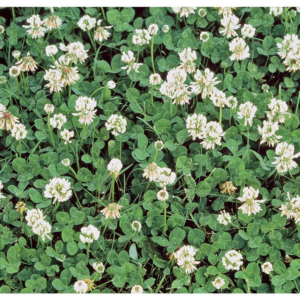 1 lb. White Dutch Clover, Provides Erosion Control - Hercitys