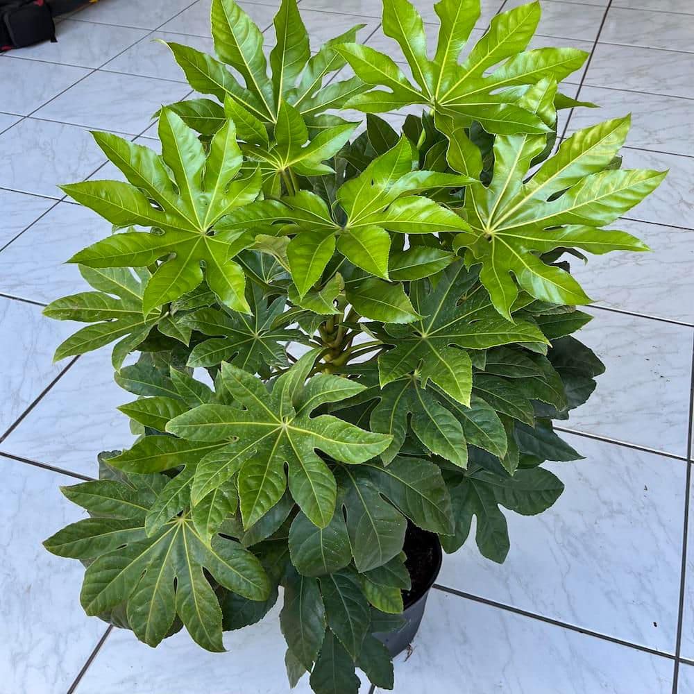 3 Gal. BigLeaf Paper Plant Japanese Aralia Shrub with White Flowers - Hercitys
