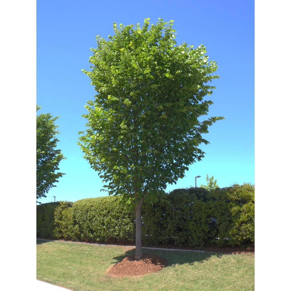 3 ft. American Elm Tree with Graceful Weeping Branches and Gold Fall Foliage - Hercitys