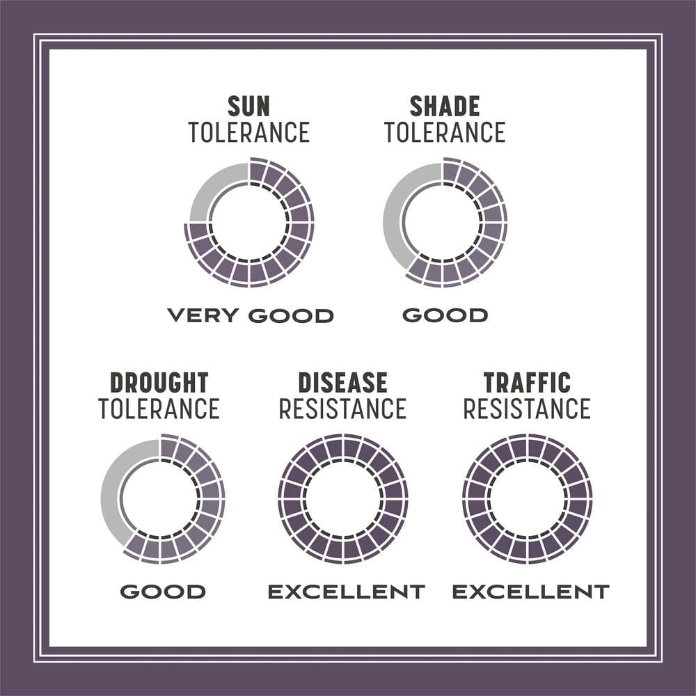 50 lbs. Annual Ryegrass Grass Seed (2-Pack) - Hercitys