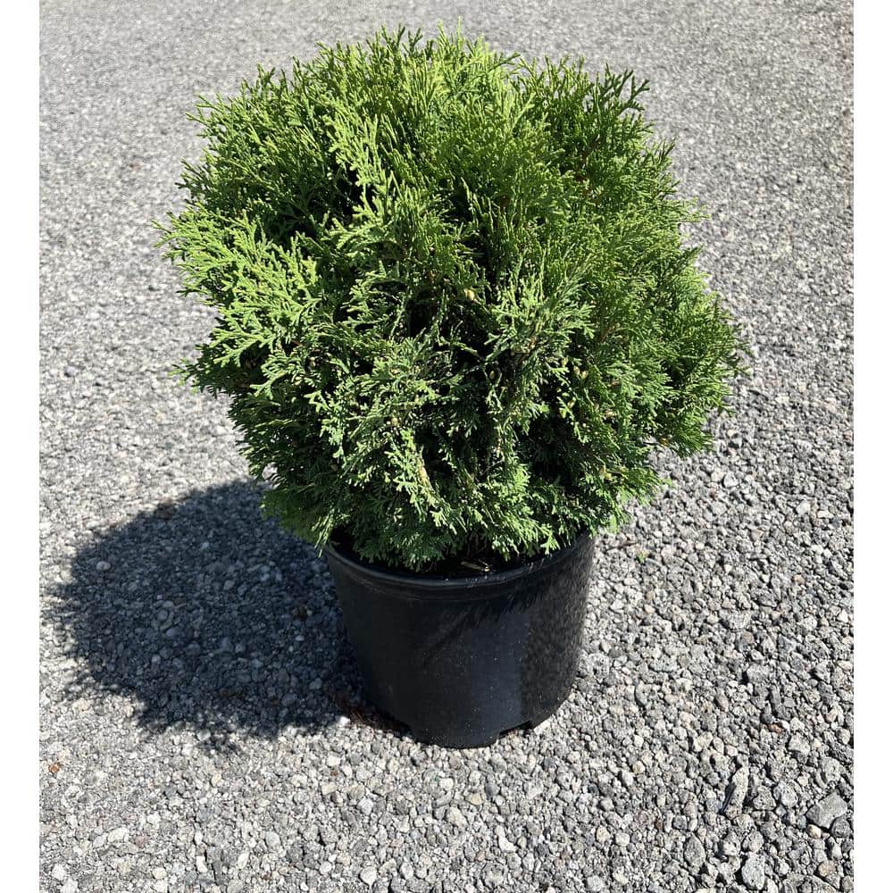 3 Gal. Pot, Little Giant Globe Arborvitae Potted Evergreen Shrub (1-Pack) - Hercitys