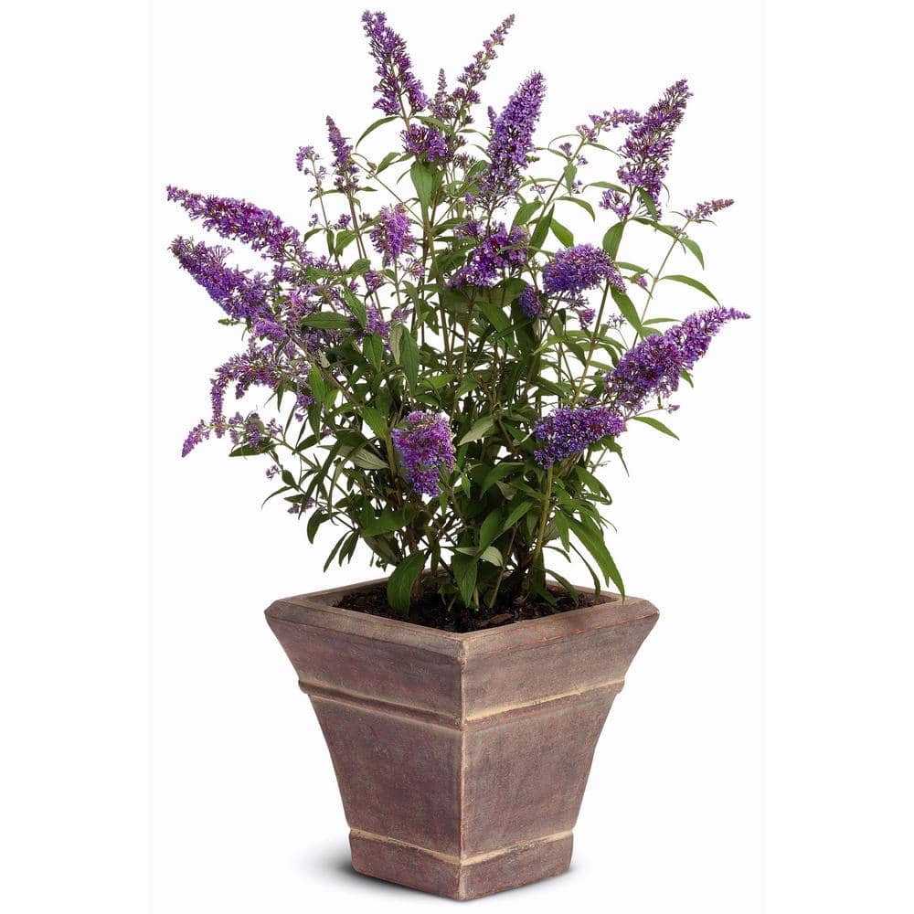 2.5 qt. Buddleia Black Knight Flowering Shrub with Purple Blooms - Hercitys