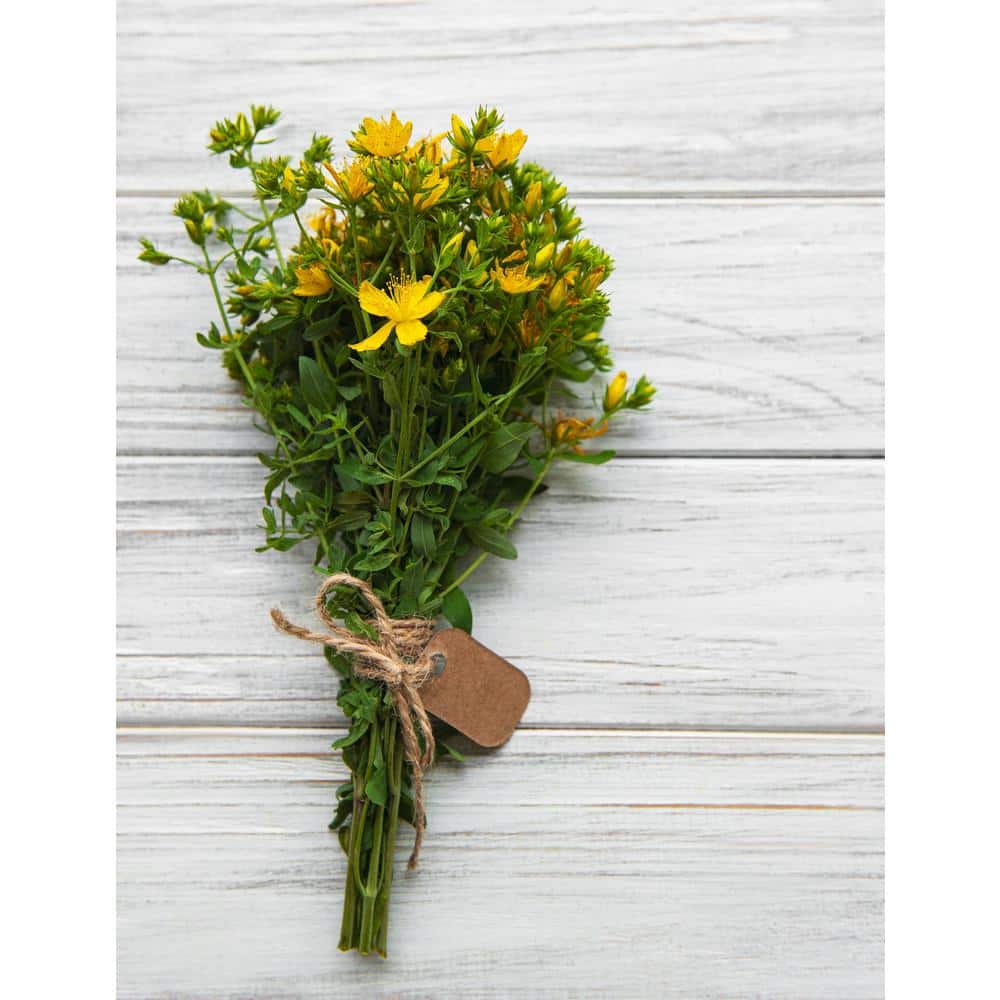 2.5 qt. Yellow Hypericum Granger Perennial (2-Pack) - Hercitys