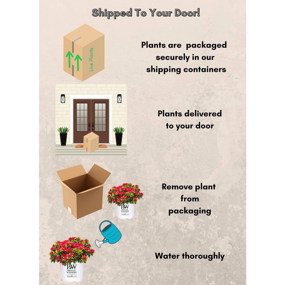 2 Gal. Perfecto Mundo Red Azalea Shrub with Red Flowers - Hercitys