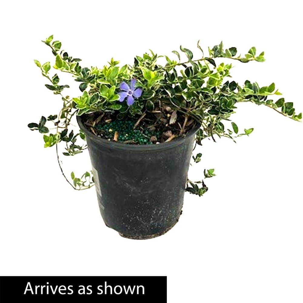 1 Gal. Pot, Touch of Class Jacob’s Ladder Potted Perennial Plant (1-Pack) - Hercitys