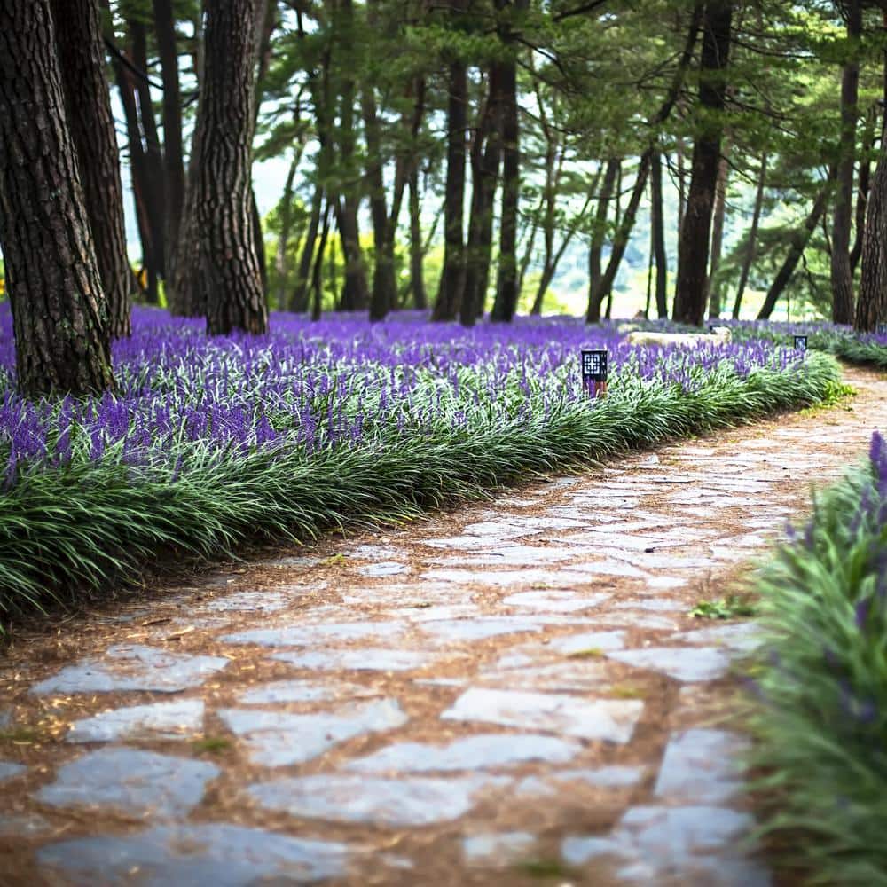 2.5 Qt. Variegated Liriope Plant with Purple Blooms - Hercitys