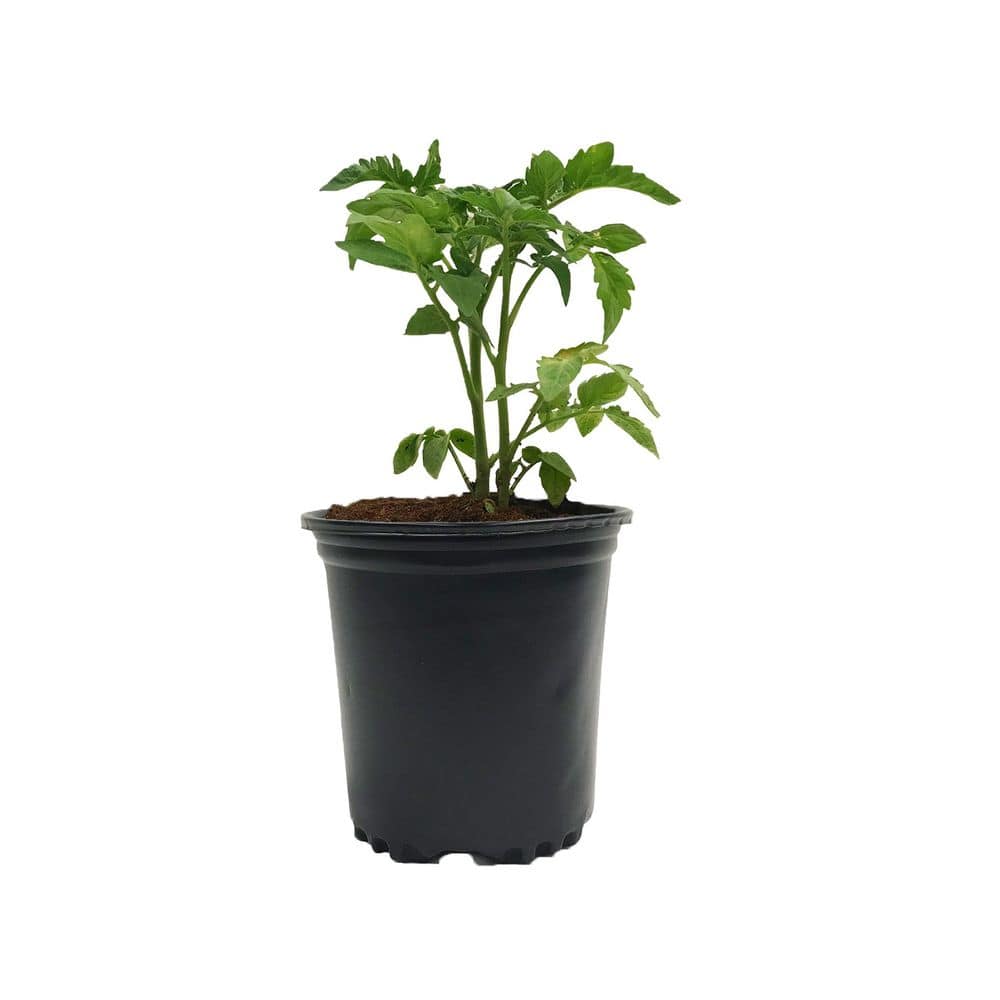 1/2 Gal. Plastic Nursery Pots (100-Pack) - Hercitys