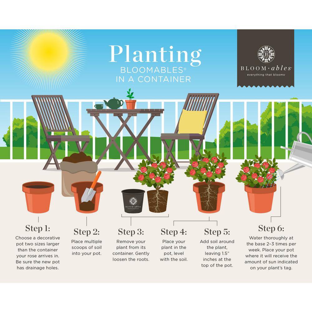 3 Gal. Bloomables Bellini Guava Crape Myrtle Shrub with Light Pink Flowers - Hercitys