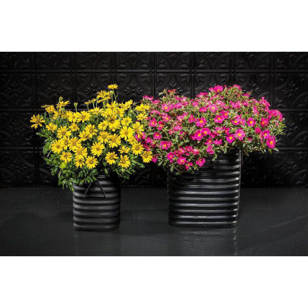 4.25 in. Eco+Grande Bright Lights Yellow African Daisy (Osteospermum) Live Plant, Yellow Flowers (4-Pack) - Hercitys
