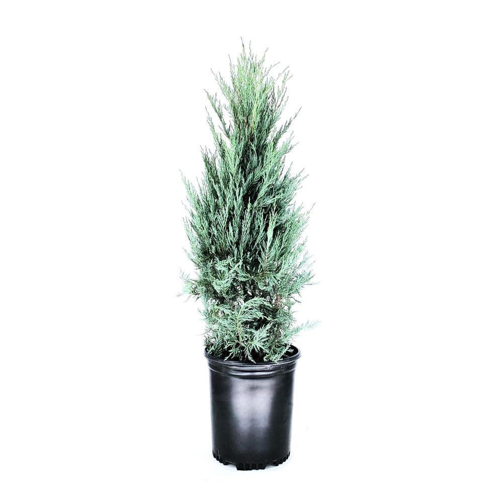 3.58 Gal. Moonglow Juniper Juniperus scopulorum ‘Moonglow’ Evergreen (1-Each) - Hercitys