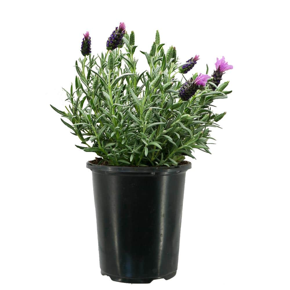1.0 qt. Perennial Lavender stoechas Spanish Purple (2-Pack) - Hercitys
