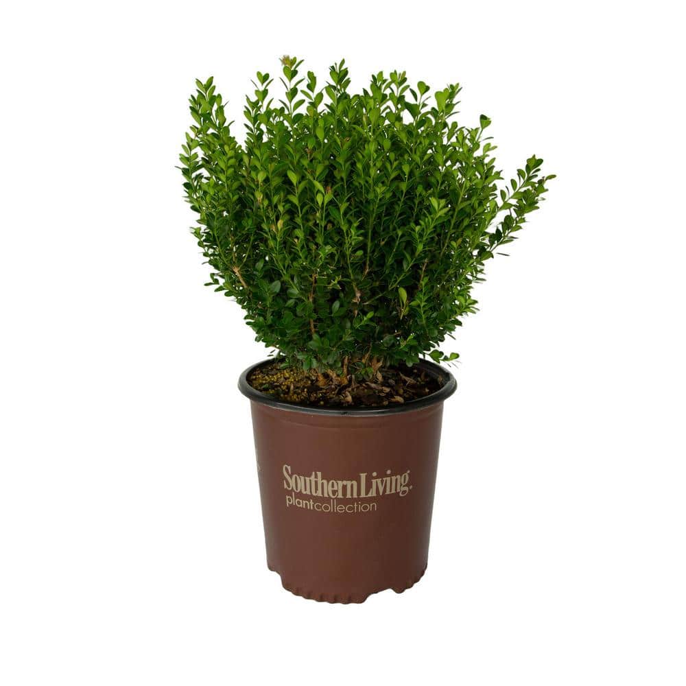 2 Gal. Boxwood Baby Gem, Live Shrub Plant, Glossy Green Foliage - Hercitys