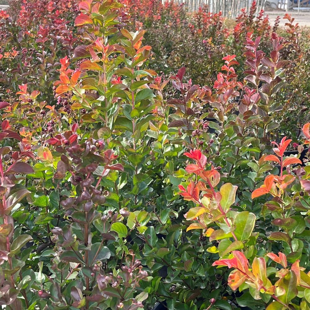 #5 container ‘Red Rocket’ Crape Myrtle Tree - Hercitys