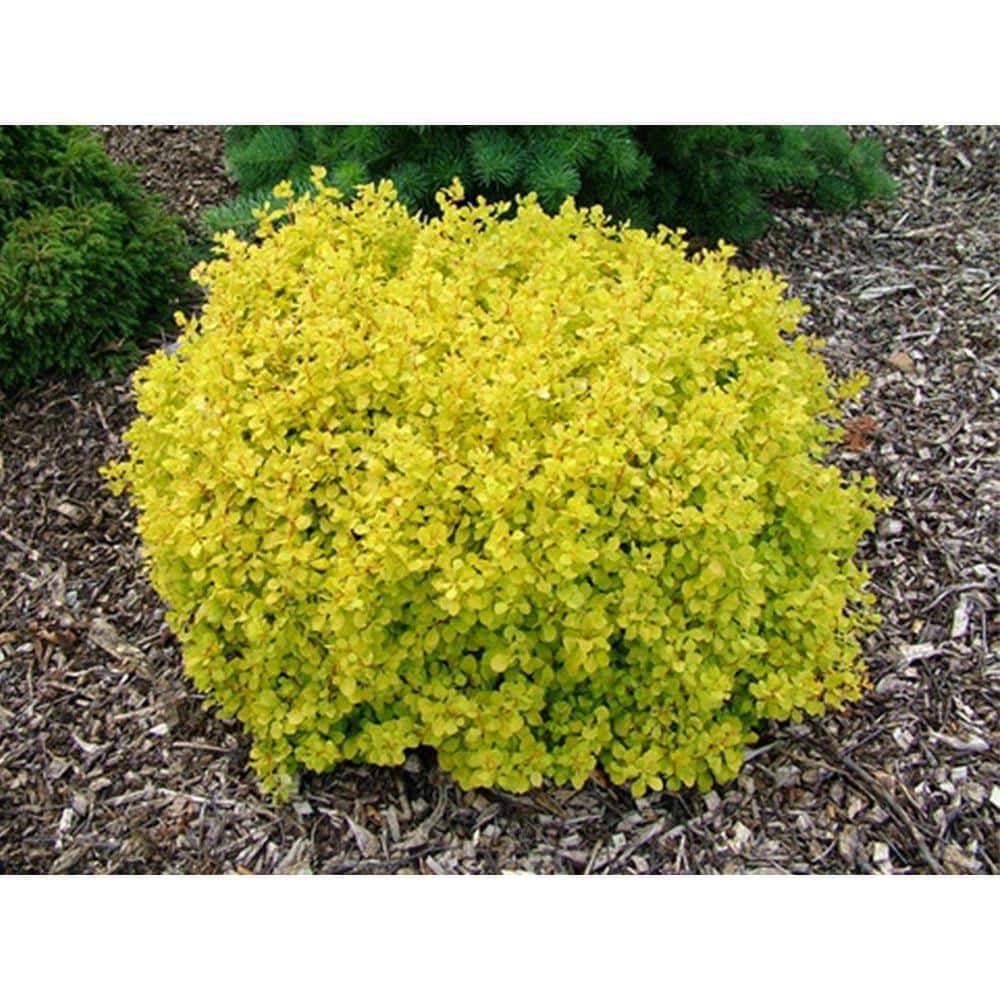 1 Gal. Dwarf Golden Barberry Shrub with Exceptionally Bright Yellow Foliage - Hercitys