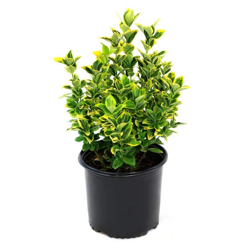 2.25 Gal. Euonymus Golden Flowering Shrub with White Blooms - Hercitys