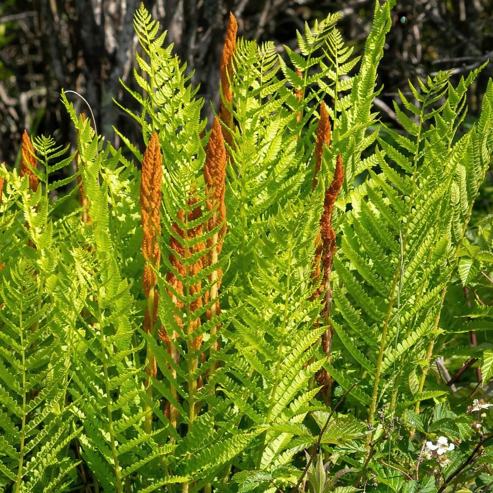 2.5 in. Cinnamon Fern Perennial Plant (3-Pack) - Hercitys