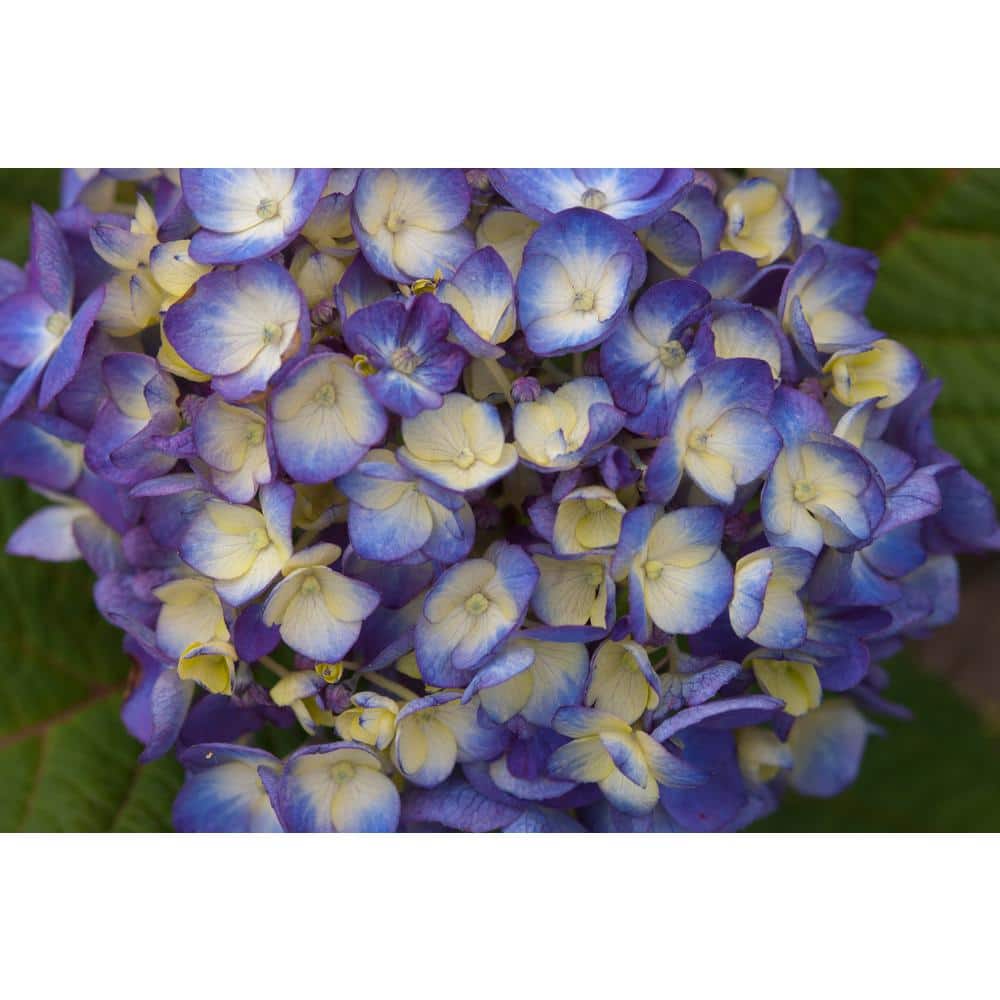 2 Gal. BloomStruck Reblooming Hydrangea Flowering Shrub, Blue or Purple Flowers - Hercitys