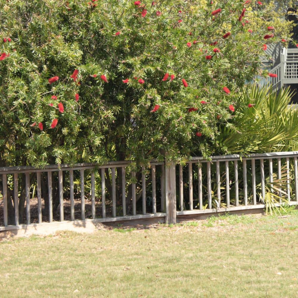 1 gal. Bottlebrush Shrub with Red Flowers - Hercitys