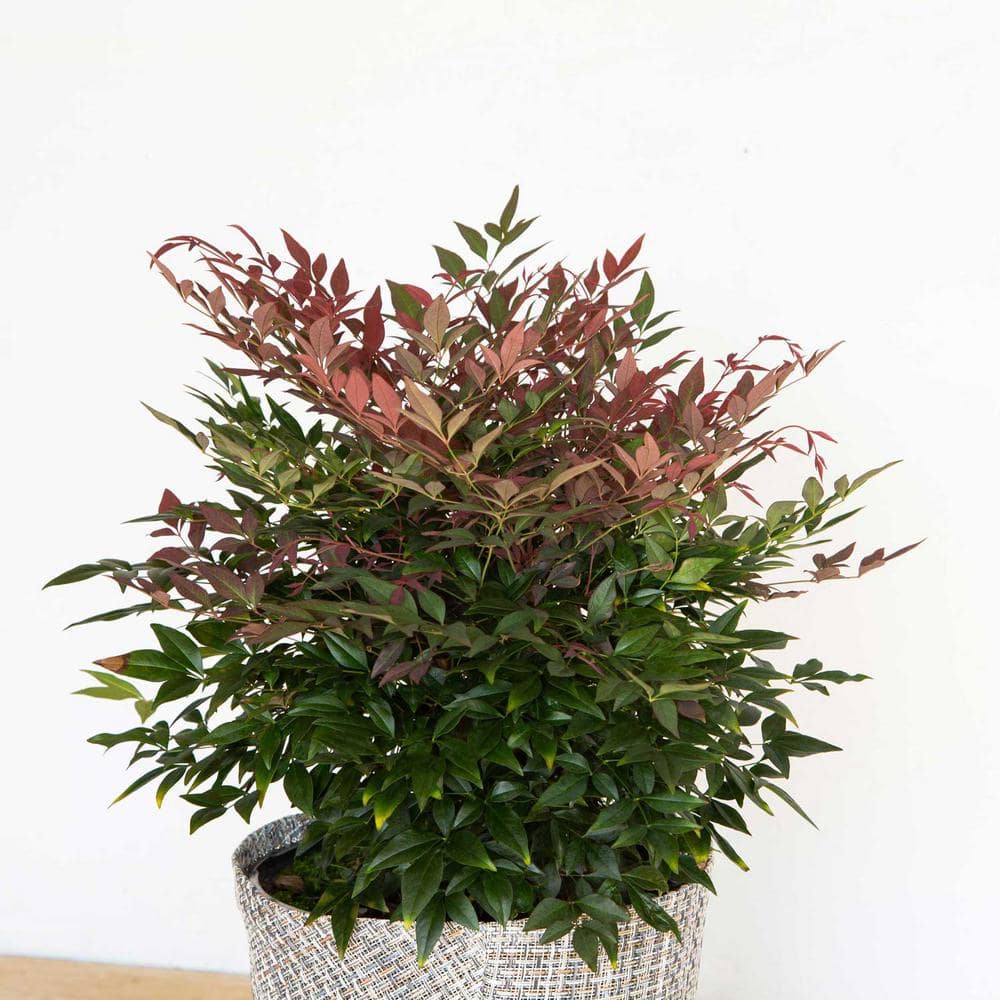 1.5 Gal. Obsession Nandina, Live Evergreen Shrub, Brilliant-Red New Foliage - Hercitys