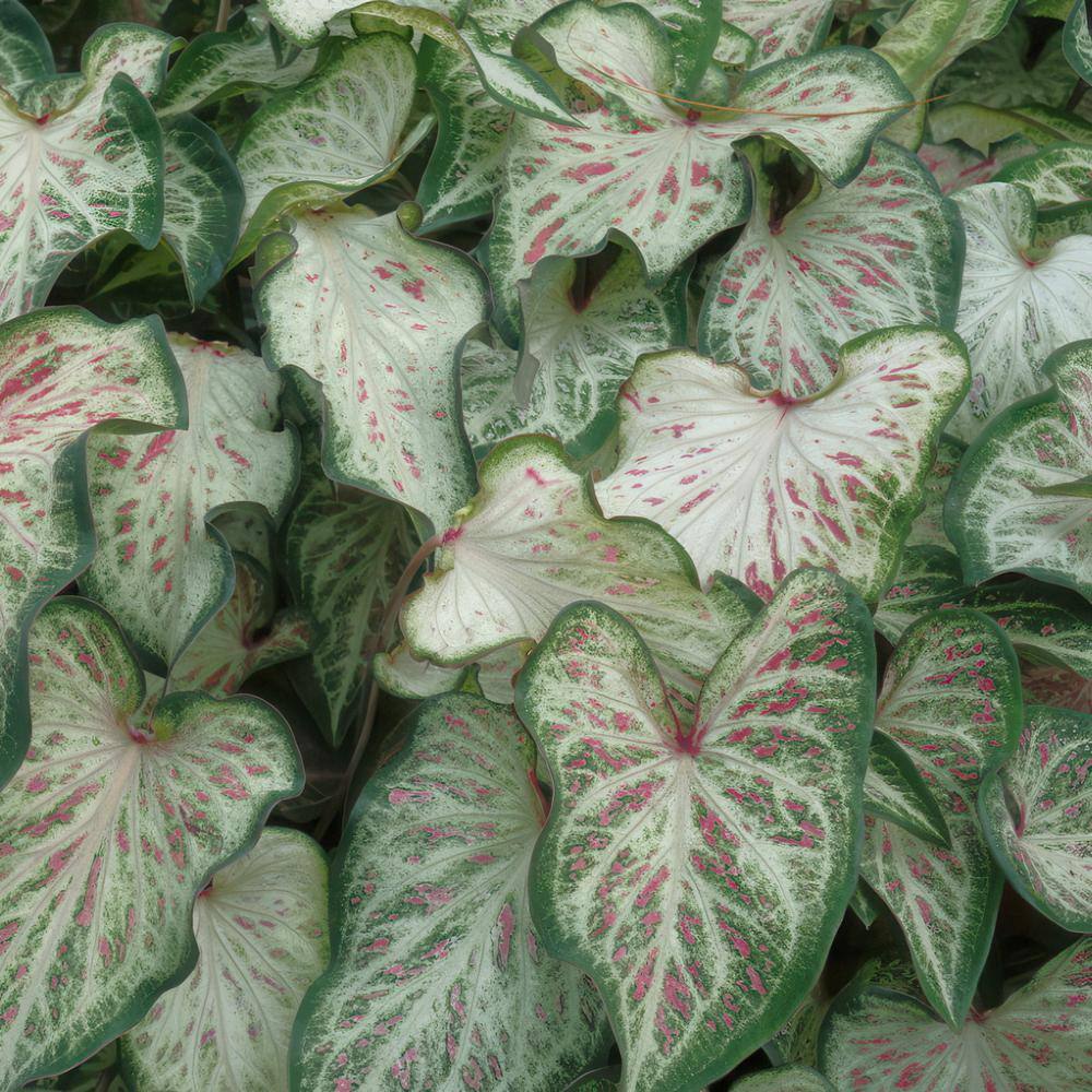 4 in. Caladium Candyland Perennial Plant (3-Pack) - Hercitys