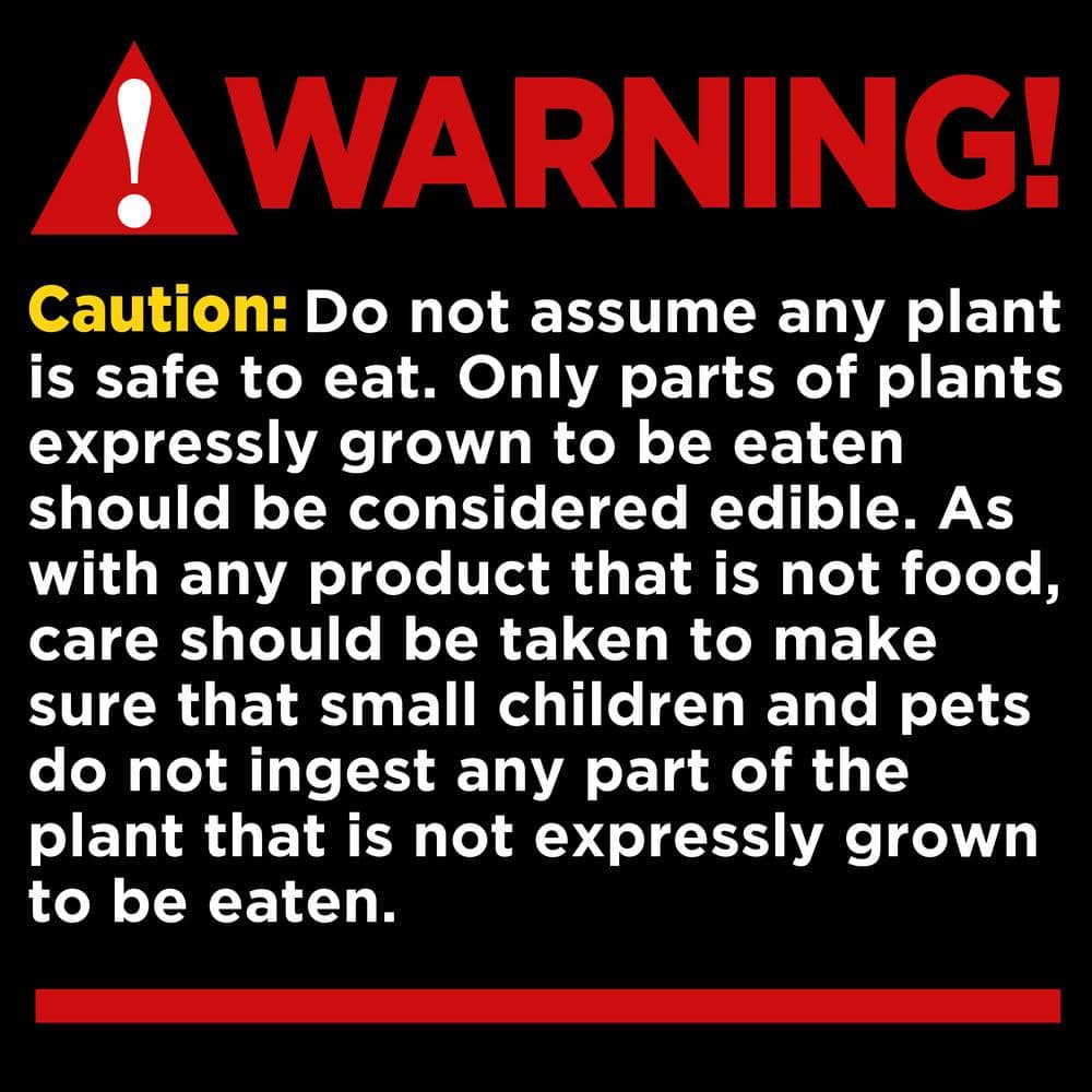 2 Gal. Hydrangea Violet Crown Shrub with Purple Flowers - Hercitys