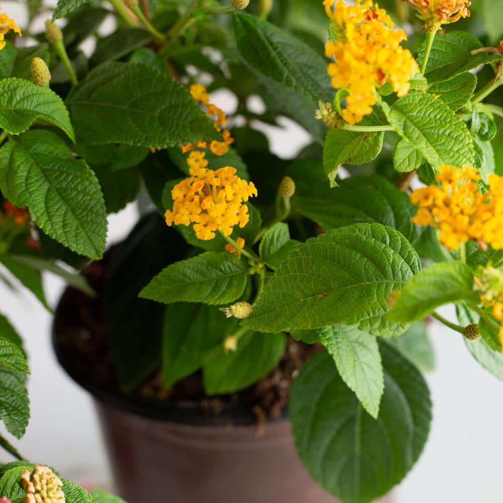 2.5 qt. Golden Yellow Pot of Gold Little Lucky Lantana, Live Perennial/Annual Plant with Reblooming Flowers - Hercitys