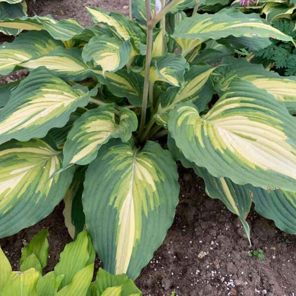 0.65 Gal. Shadowland Love Story Hosta (Hosta Hybrid) Live Perennial Plant with Green and Yellow Foliage - Hercitys