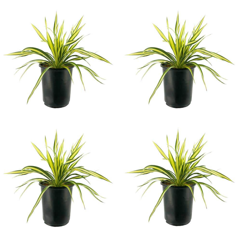 2.5 qt. Yucca Variegated Perennial (4-Pack) - Hercitys