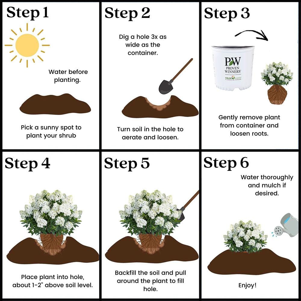 5 Gal. Puffer Fish Hydrangea Shrub - Hercitys