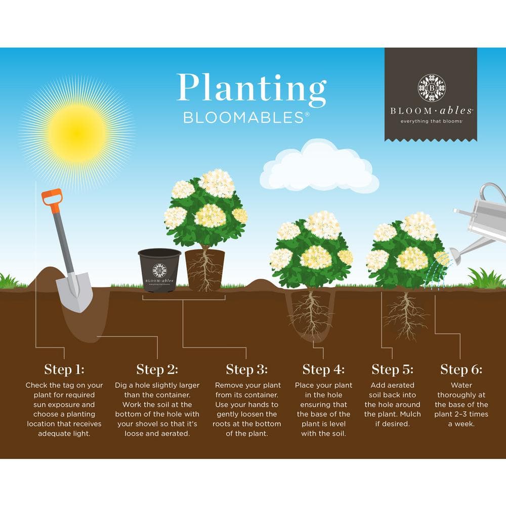 3 Gal. Bloomables Bellini Guava Crape Myrtle Shrub with Light Pink Flowers - Hercitys