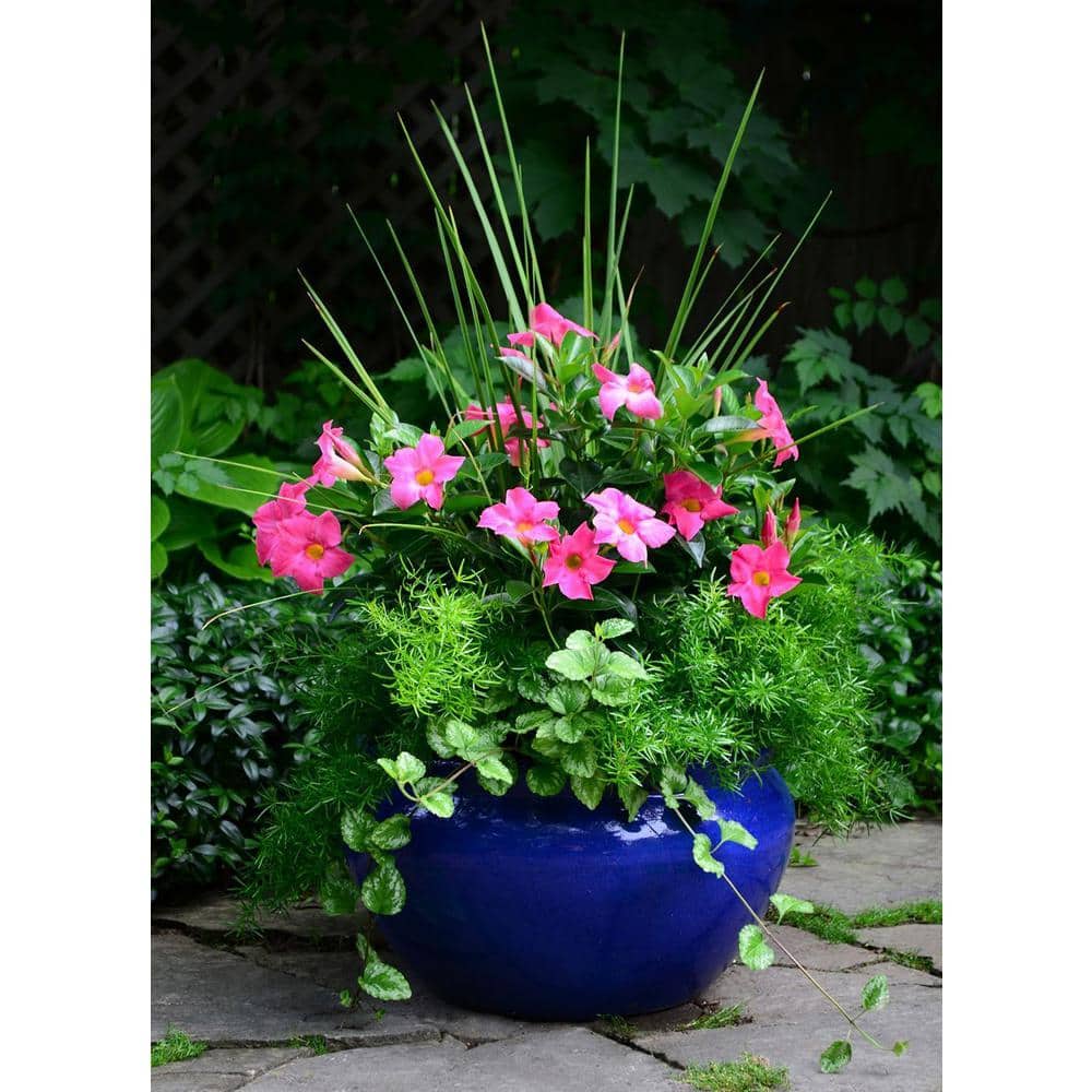 2.5 qt. Perennial Dracaena Indivisa (4-Pack) - Hercitys