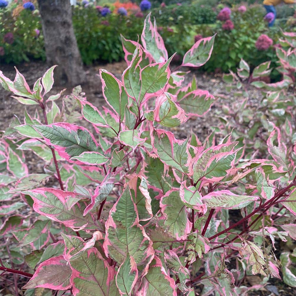 2 Gal. Sgt Pepper Dogwood Shrub - Hercitys