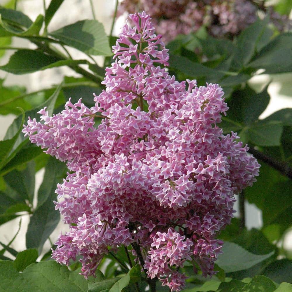 3 Gal. Pot James Macfarlane Lilac Flowering Shrub Grown (1-Pack) - Hercitys