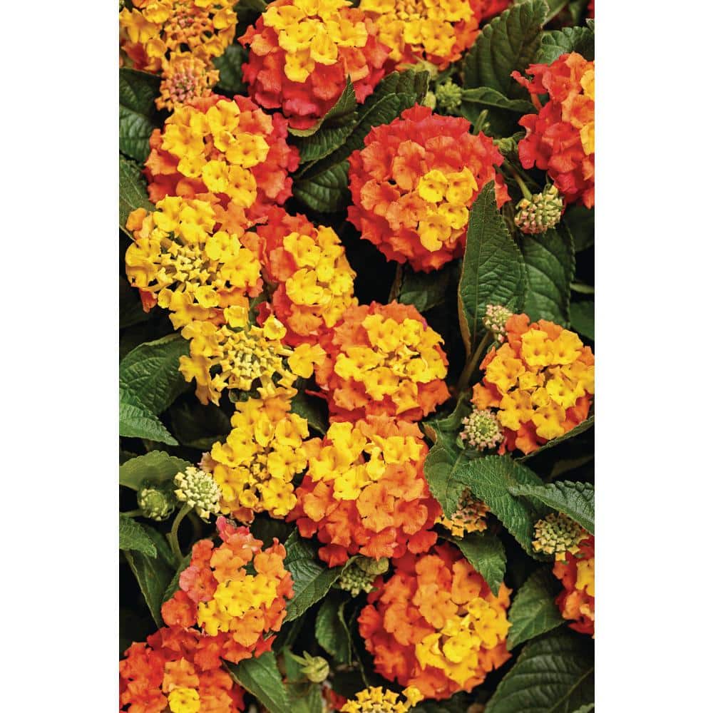 4.25 in. Eco+Grande, Luscious Basket Tangelo (Lantana Camara), Live Plant, Orange/Yellow Flowers (4-Pack) - Hercitys
