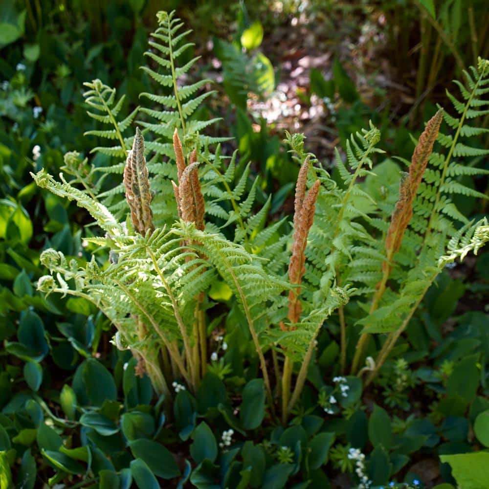 2.5 in. Cinnamon Fern Perennial Plant (3-Pack) - Hercitys