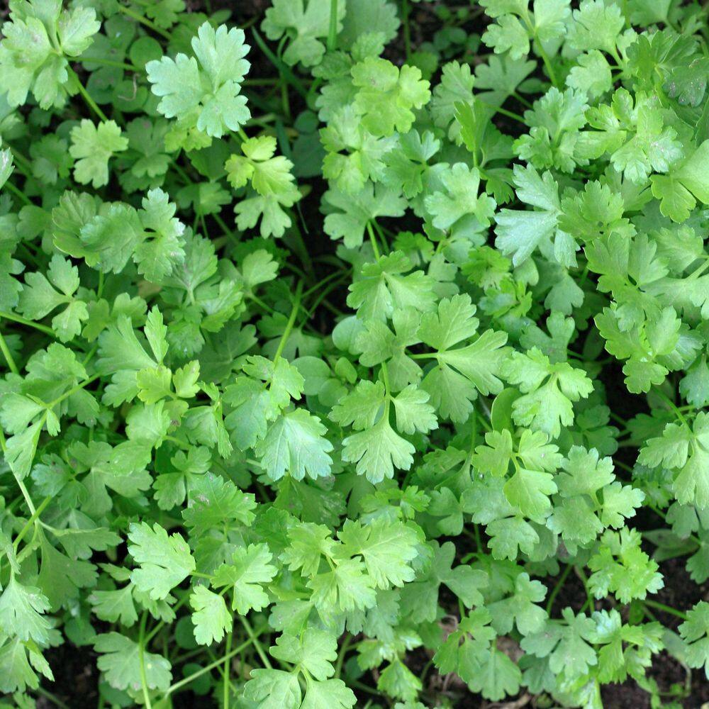 2.5 in. Parsley Italian Plant (3-Pack) - Hercitys